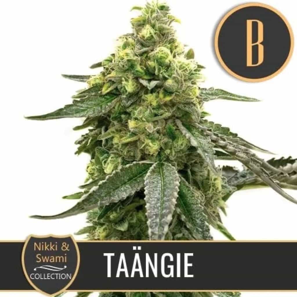 nikki and Swami Tangie nikki and Swami Tangie