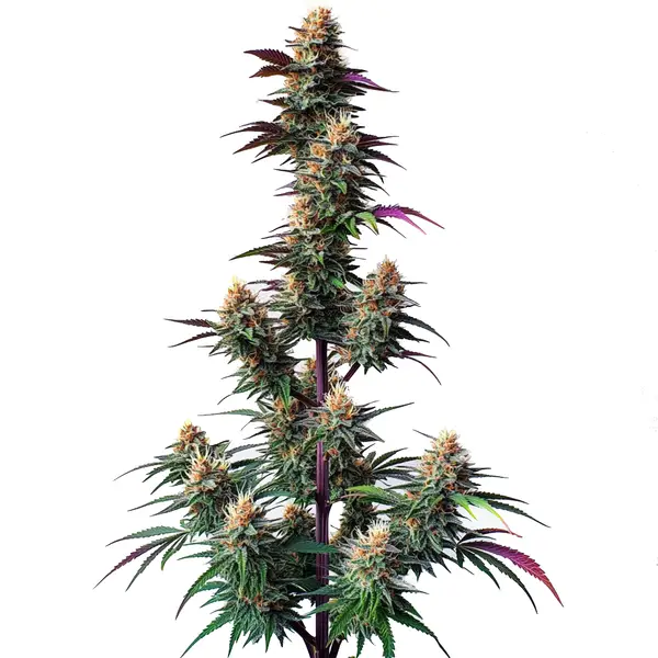 pink runtz auto
